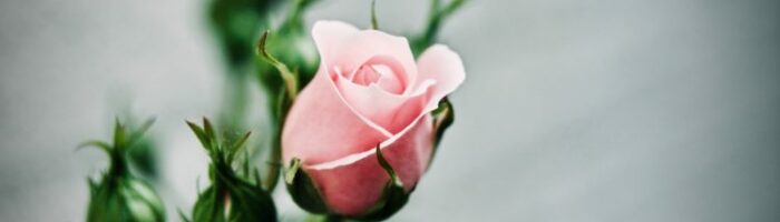 Rose – Proverbe chinois