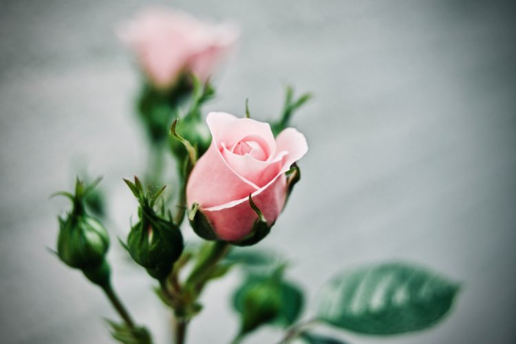 Lire la suite à propos de l’article Rose – Proverbe chinois