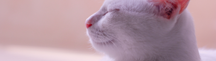 Oreille et cloche – proverbe chinois